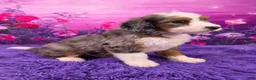 Mini Bernedoodle dogs for sale: Caesar - Ad 2