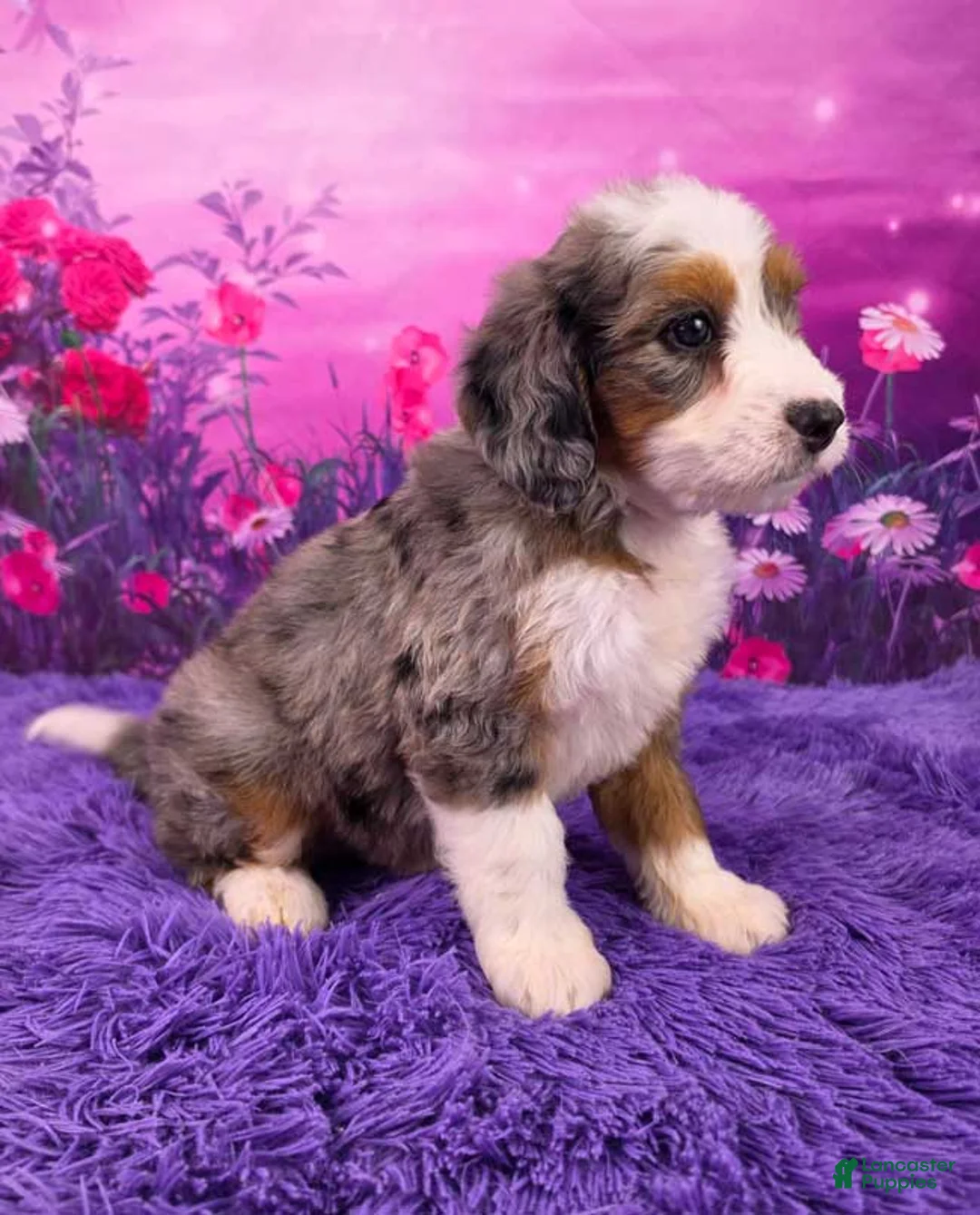 Mini Bernedoodle dogs for sale: Caesar - Ad 2