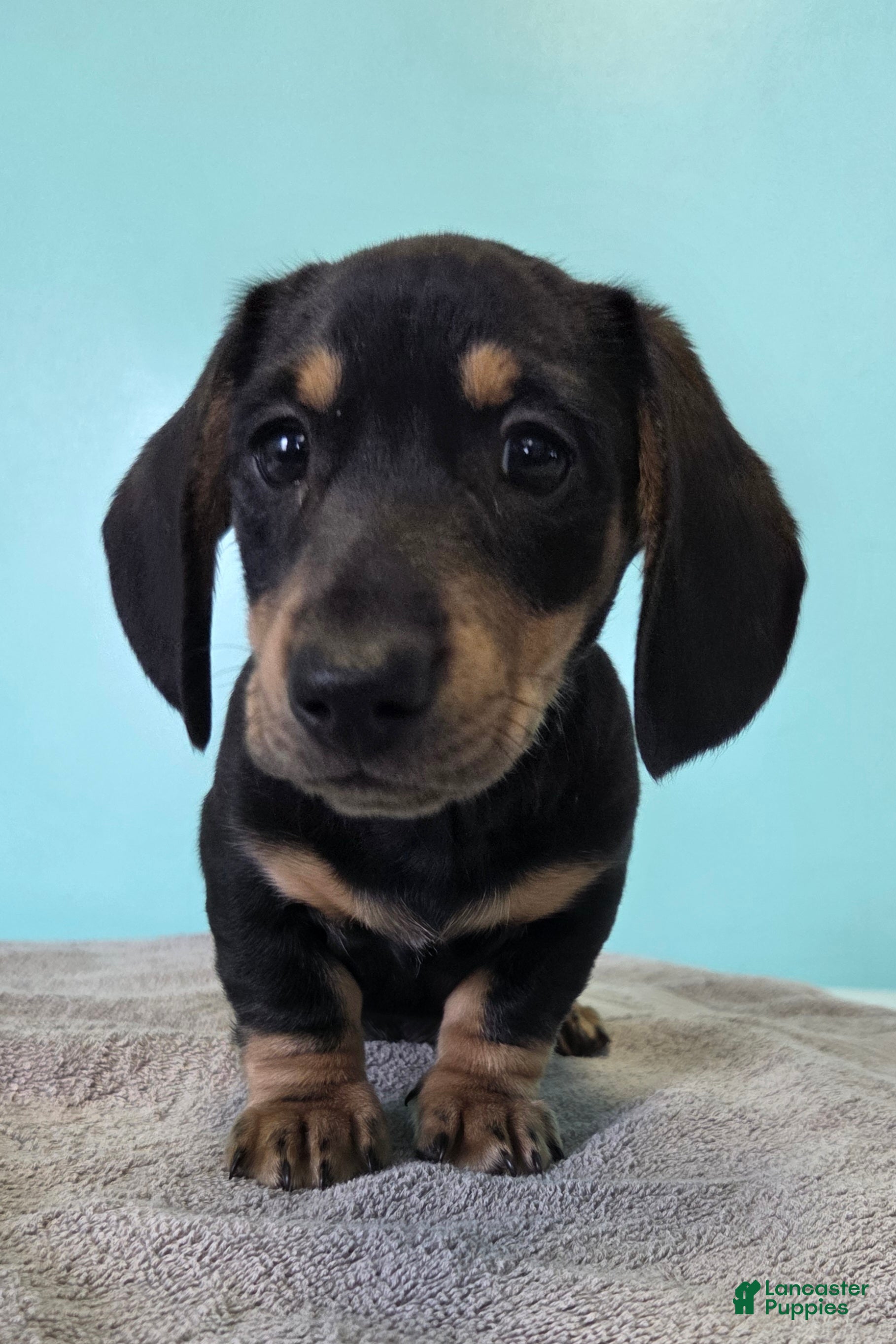 Miniature Dachshund dogs Fido - Ad 16