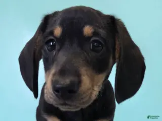 Miniature Dachshund dogs Fido - Ad 22