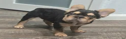 French Bulldog dogs for sale: ✨️🍫Kadafi🍫✨️ - Ad 2