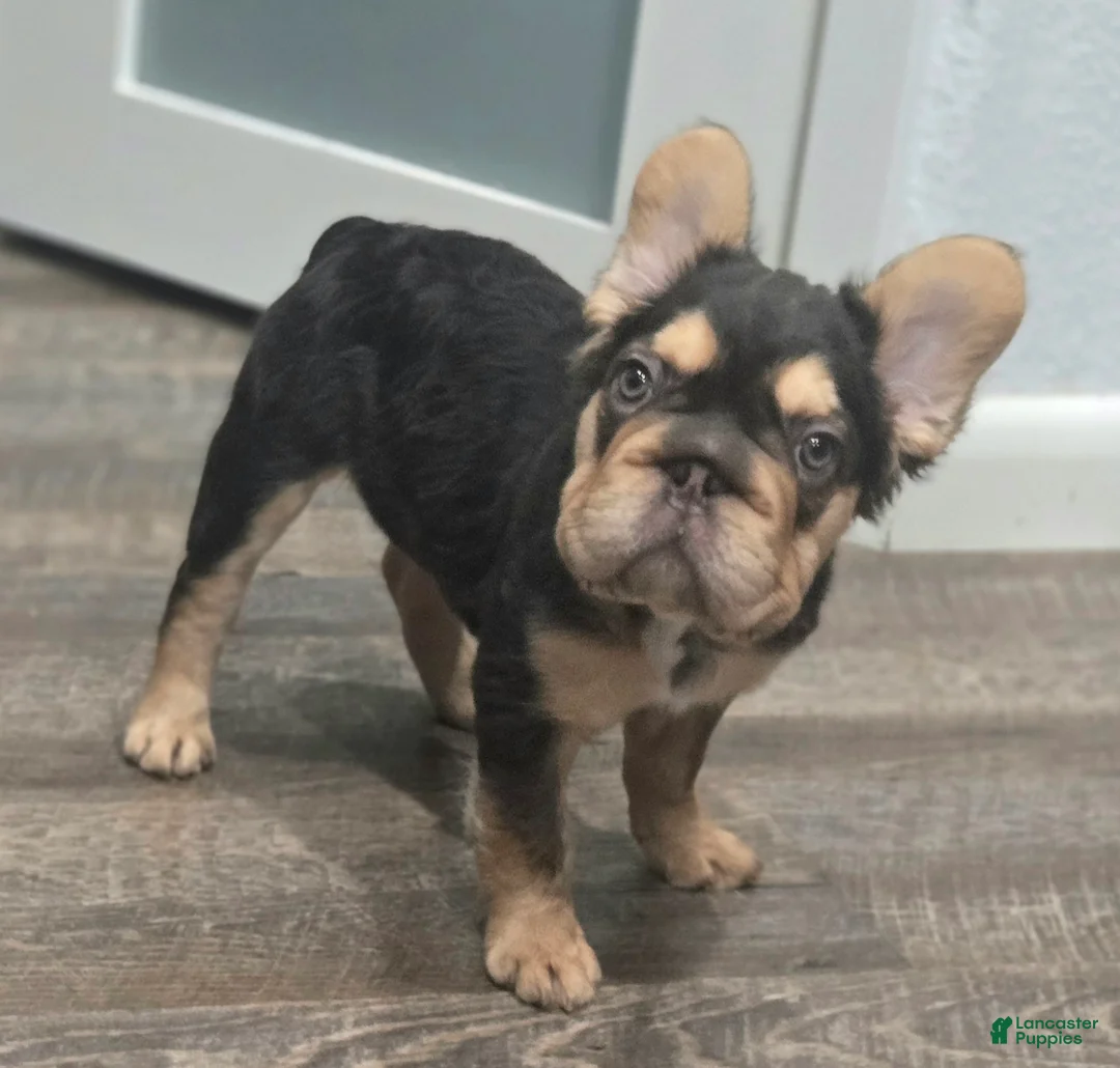 French Bulldog dogs for sale: ✨️🍫Kadafi🍫✨️ - Ad 2
