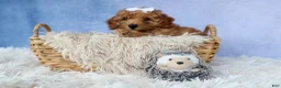 Miniature Poodle dogs for sale: WALTER - Ad 4