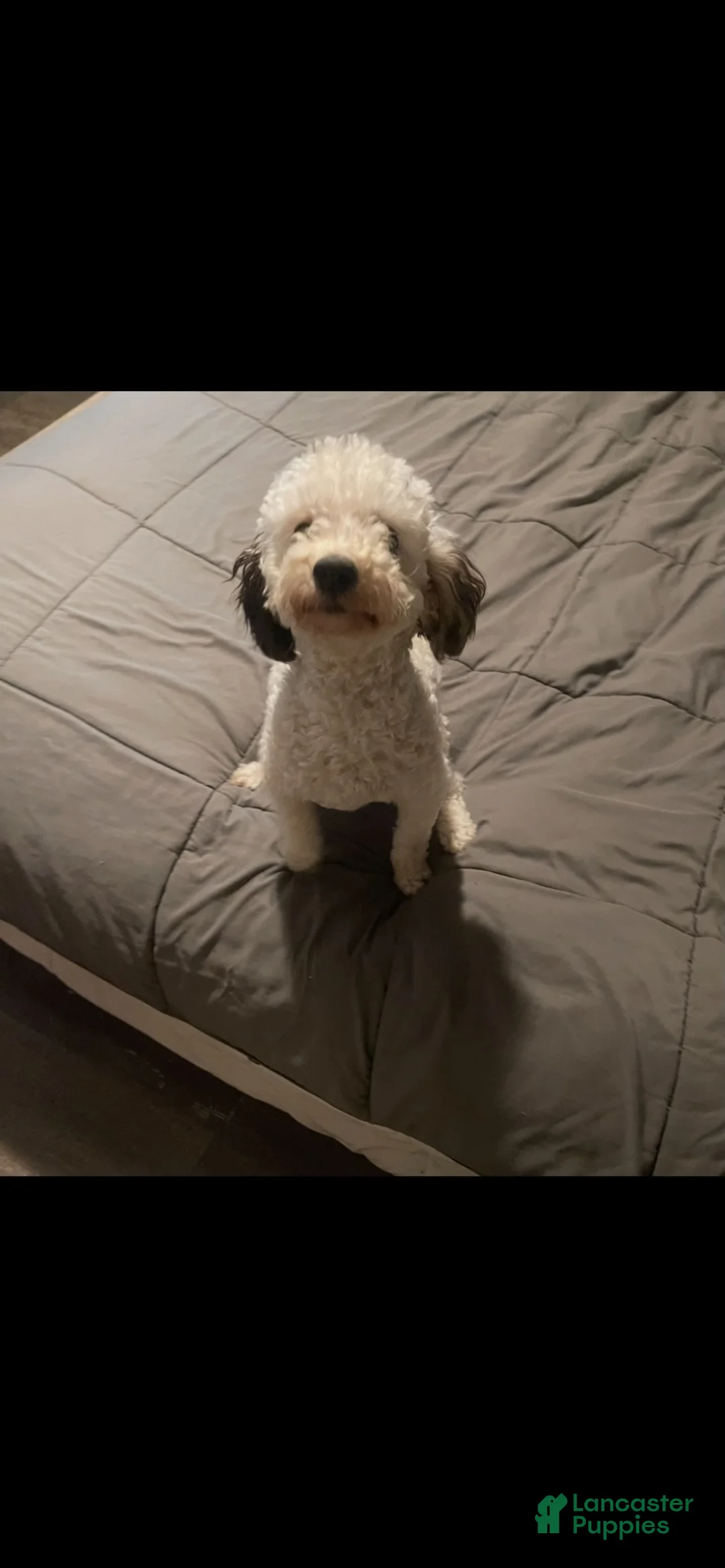 Miniature Poodle dogs for sale: Miniature Poodle 3 - Ad 2