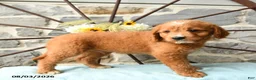 Mixed Breed dogs for sale: Leo - Ad 3