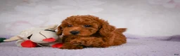Miniature Poodle dogs for sale: Rocco - Ad 9
