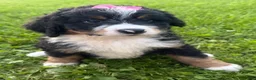 Bernedoodle dogs for sale: Stormy - Ad 11