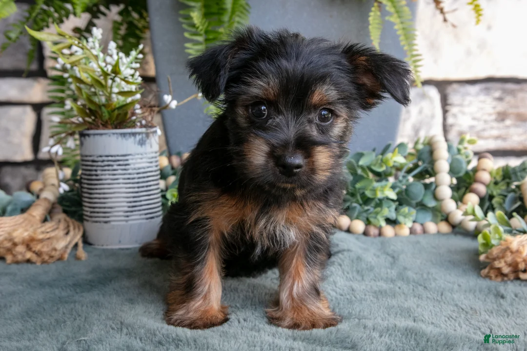 Yorkshire Terrier dogs for sale: Cookie - Ad 2