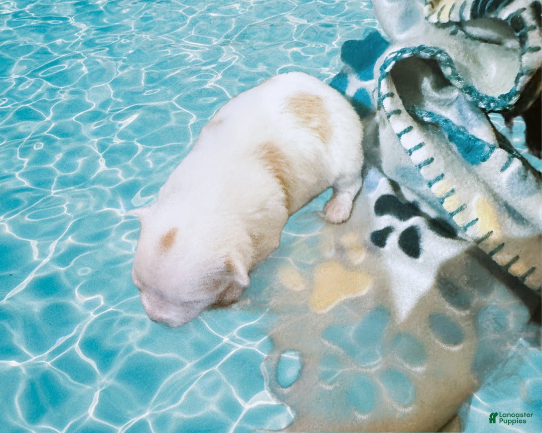 Yorkshire Terrier dogs for sale: AKC Glacierpaw - Ad 2