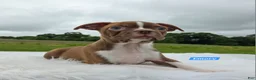 Boston Terrier dogs for sale: Emory - Ad 5