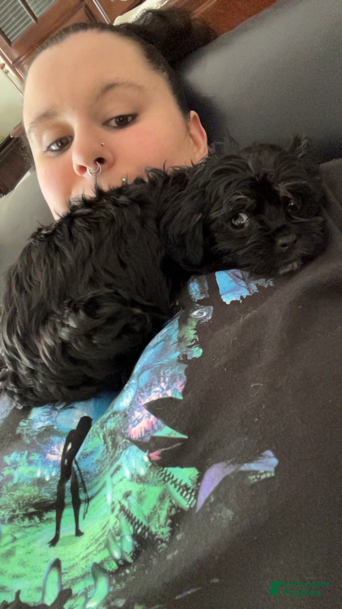 Mixed Breed dogs for sale: Mindy Lou  - Ad 1