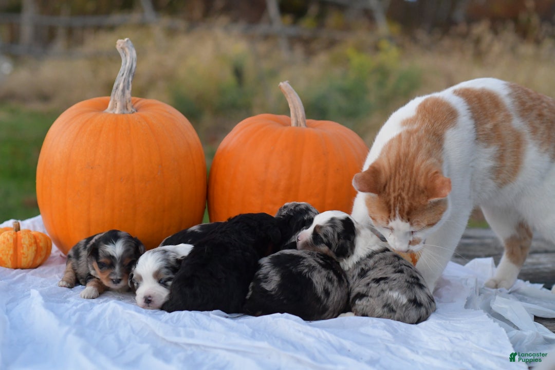Mini Aussiedoodle dogs for sale: Jackson - Ad 8