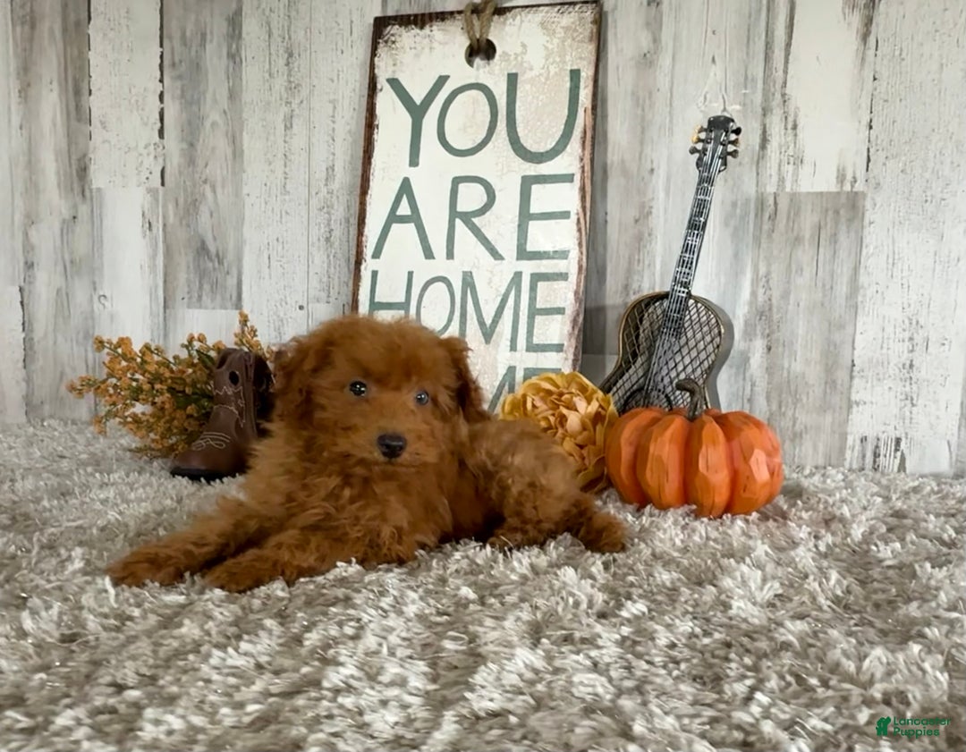 Toy Poodle dogs for sale: Penny - Ad 9