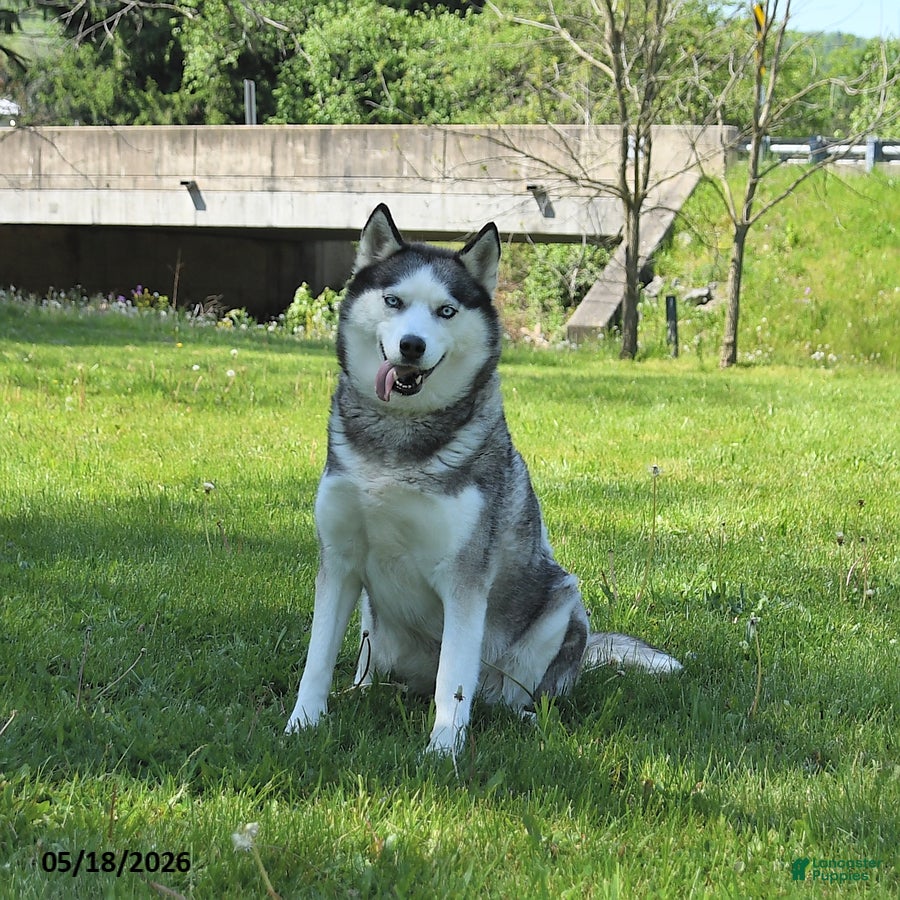 Siberian Husky dogs Kaitlyn - Ad 2