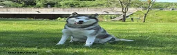 Siberian Husky dogs for sale: Kaitlyn - Ad 2