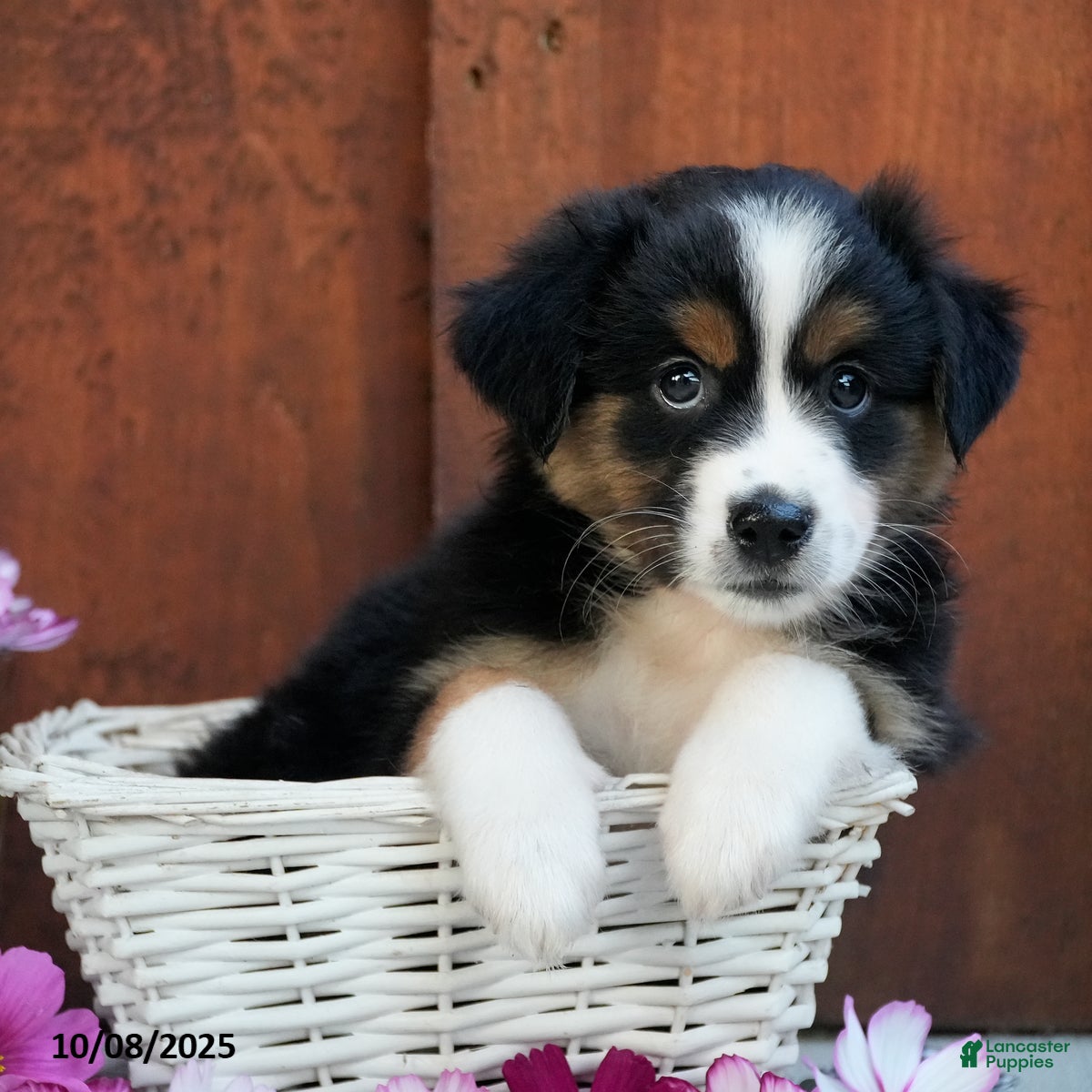 American Shepherd Puppy Black And White Sheepdog Puppy Australian
