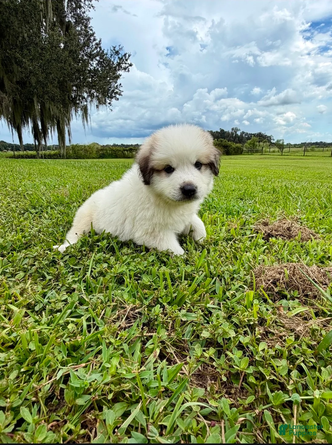 Great Pyrenees dogs for sale: Orange Boy - Ad 2