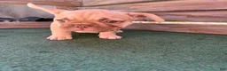 French Bulldog dogs for sale: French Bulldog 1 - Ad 4