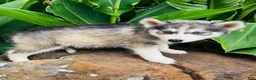 Siberian Husky dogs for sale: Lotus - Ad 4