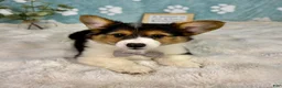 Welsh Corgi Pembroke dogs for sale: Benny - Ad 2