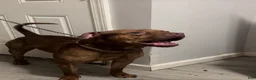 American Pit Bull Terrier dogs for sale: American Pit Bull Terrier Chocolate Red Nose Tri Color 2 - Ad 3