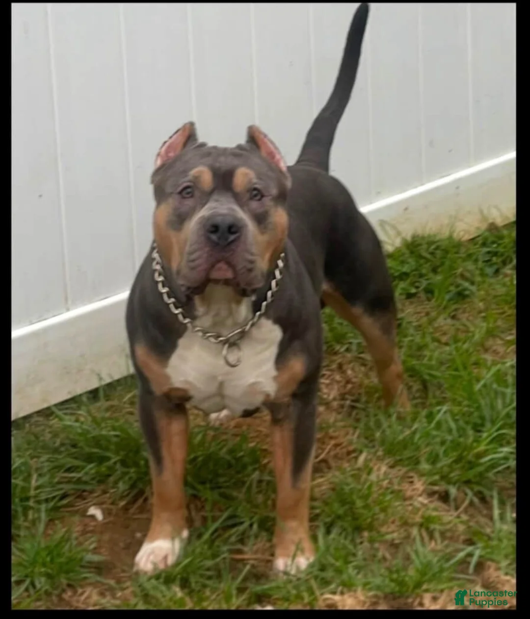 American Bully dogs for sale: Bella - Ad 8