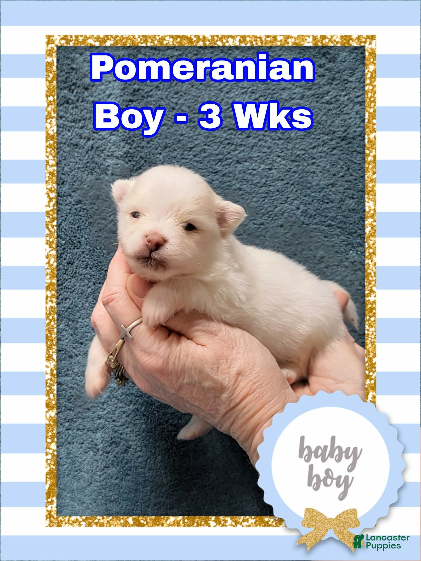 Pomeranian dogs Pomeranian Puppy Boy - Ad 31