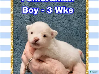 Pomeranian dogs Pomeranian Puppy Boy - Ad 31