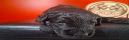 Giant Schnauzer dogs for sale: Blaze - Ad 3