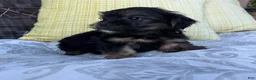 Shorkie dogs for sale: chandler  - Ad 4