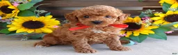Toy Poodle dogs for sale: Preston - Ad 5