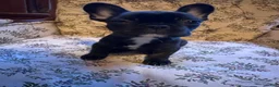 French Bulldog dogs for sale: French Bulldog 2 - Ad 3