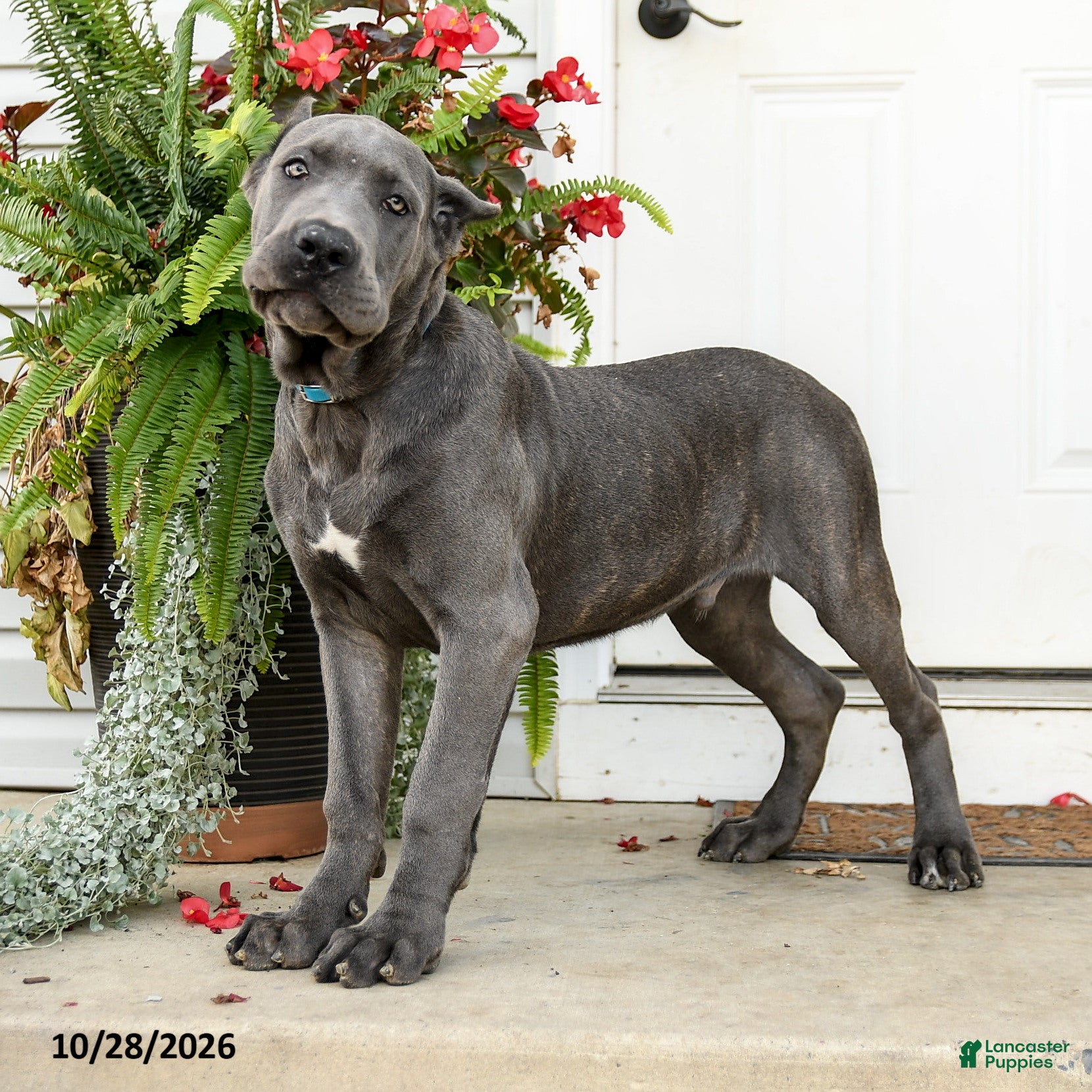 Cane Corso dogs for sale: Leo  - Ad 1