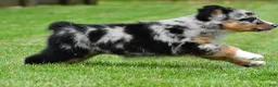 Australian Shepherd dogs for sale: Jody - Ad 9