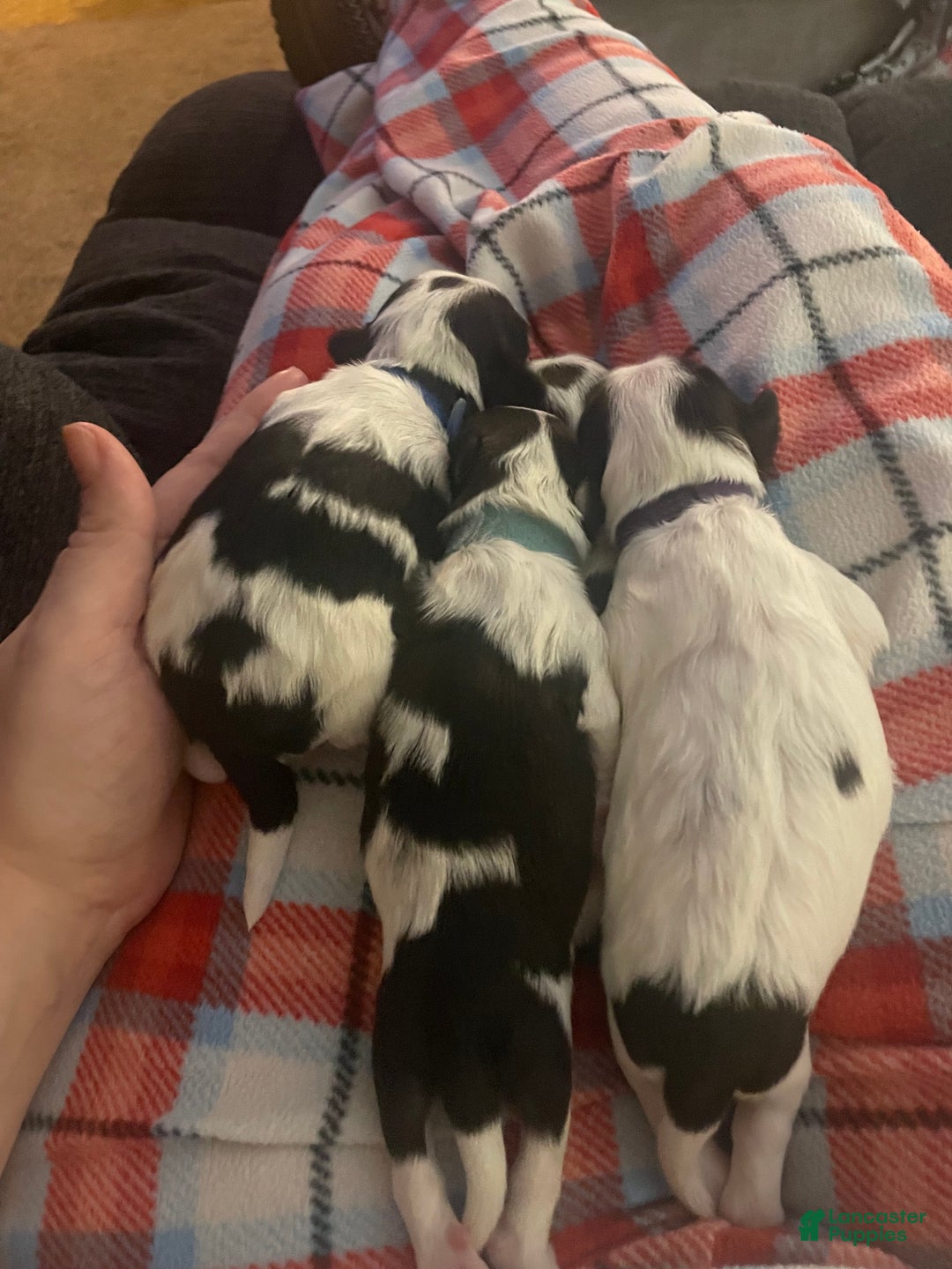 Mixed Breed dogs for sale: Piper - Ad 3