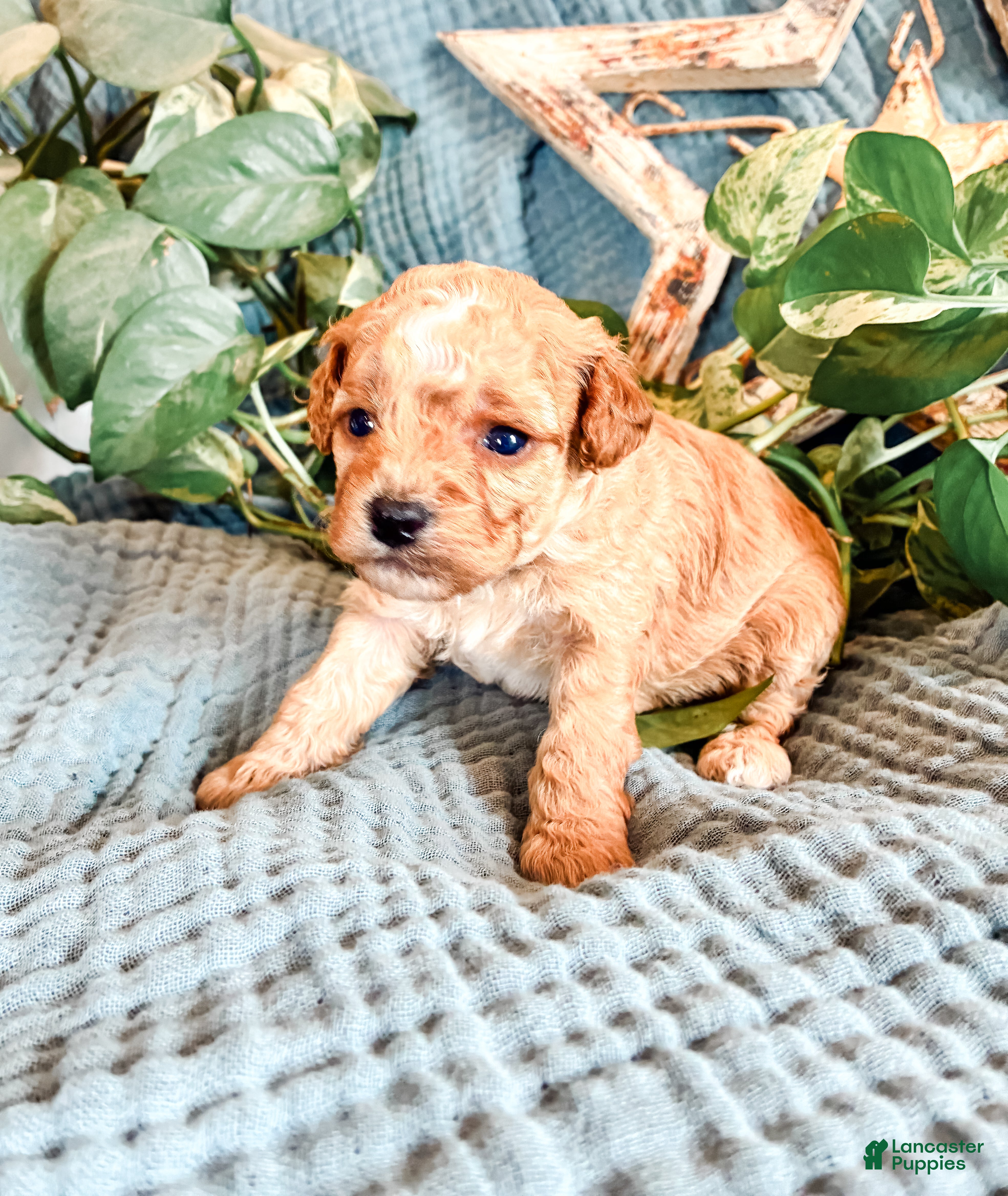 Cavapoo dogs Poppy - Ad 1