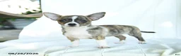 Chihuahua dogs for sale: Jelly Bean - Ad 2