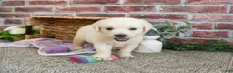 Golden Retriever dogs for sale: Tilly - Ad 8