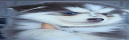 Pomsky dogs for sale: Luna Blue - Ad 4