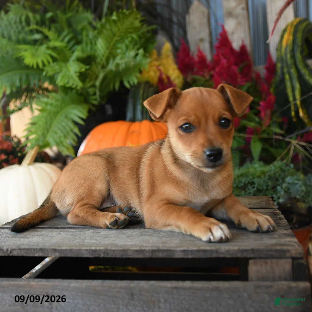 Mixed Breed dogs for sale: Pippin - Ad 2