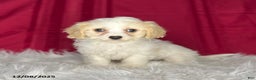 Cavachon dogs for sale: Princess - Ad 4