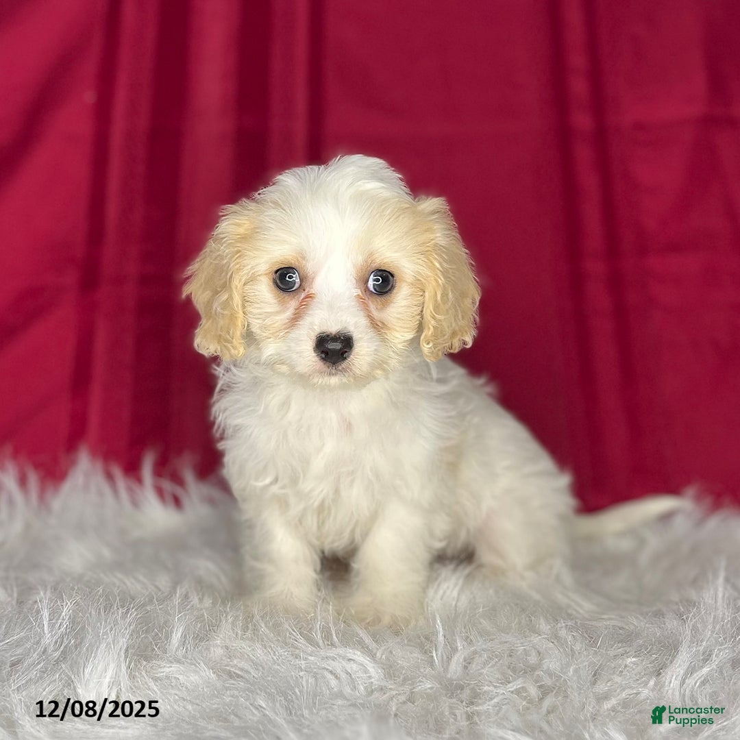 Cavachon dogs for sale: Princess - Ad 4