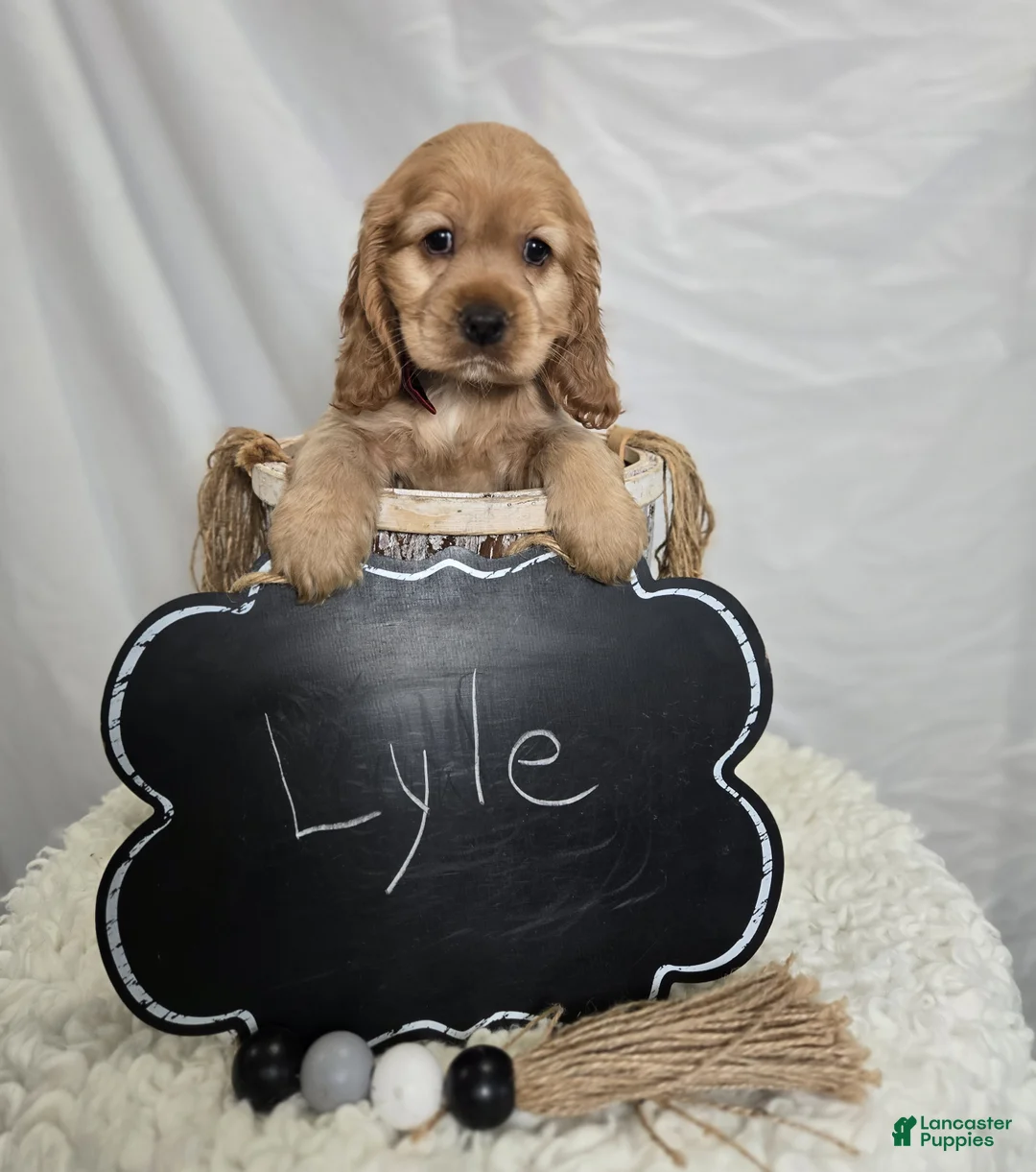 Cocker Spaniel dogs for sale: Lyle - Ad 3