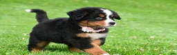 Bernese Mountain Dog dogs for sale: Nancey - Ad 12