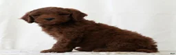 Mini Goldendoodle dogs for sale: Jase - Ad 3