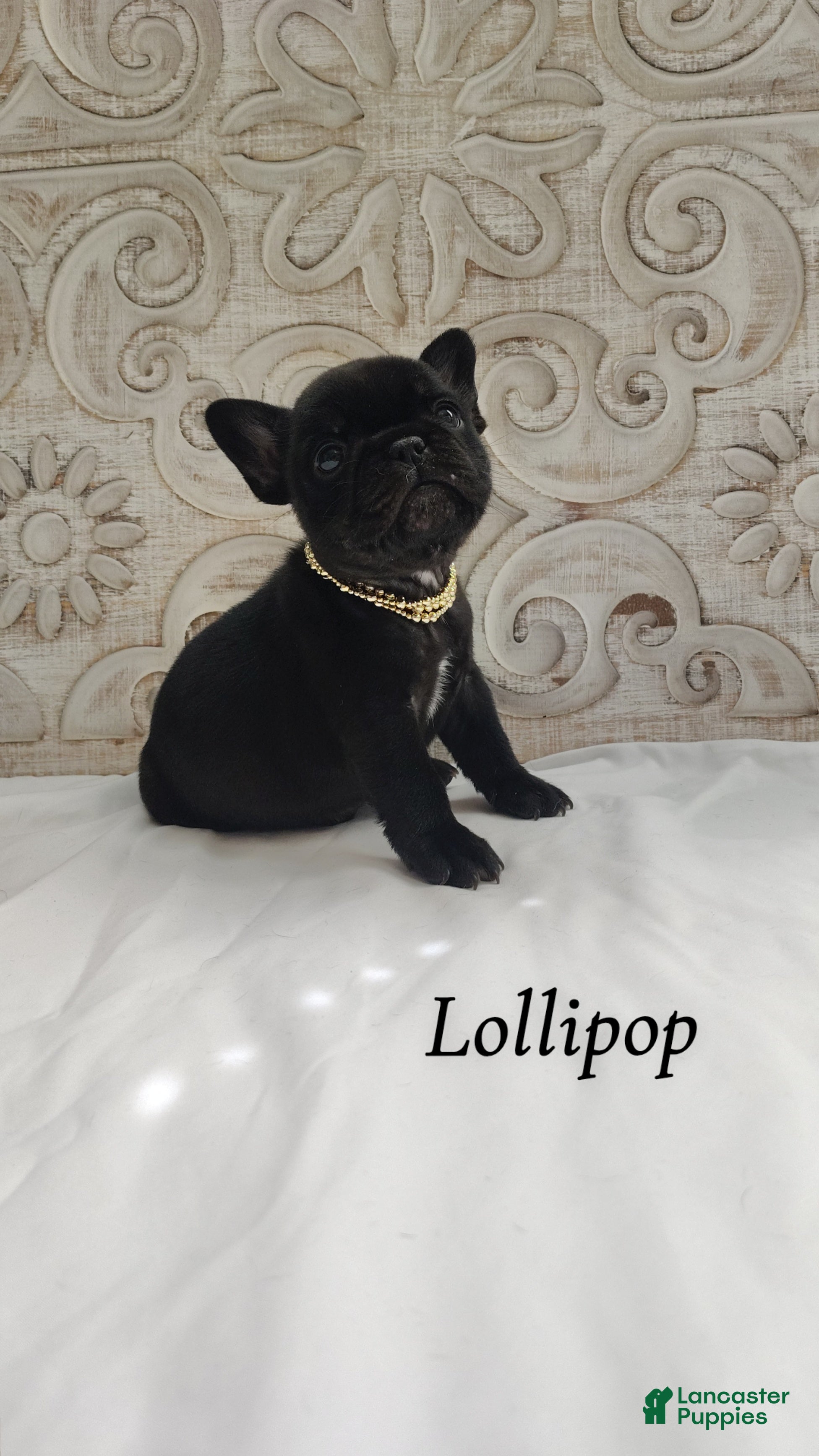 French Bulldog dogs Lollipop  - Ad 5