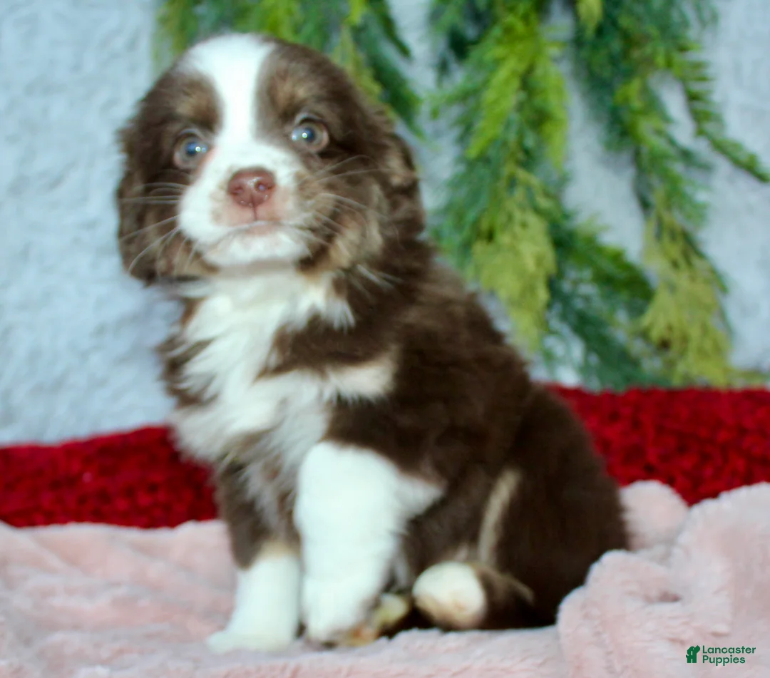 Miniature Australian Shepherd dogs for sale: Jenny - Ad 1