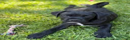 Mixed Breed dogs for sale: Mixed Breed 4 - Ad 1