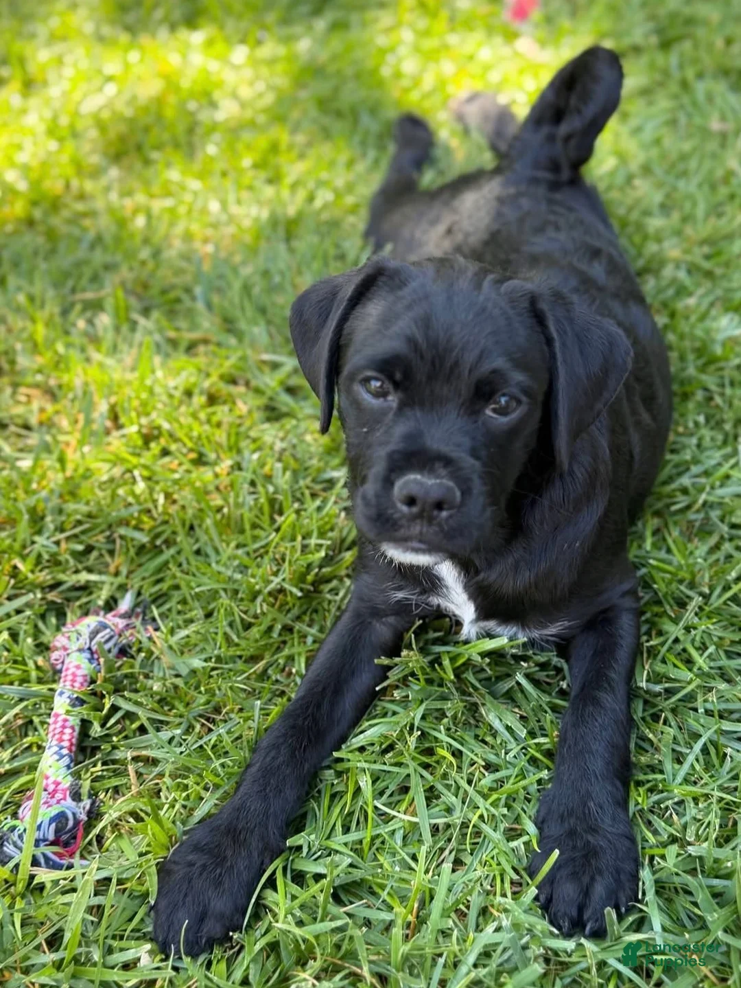 Mixed Breed dogs for sale: Mixed Breed 4 - Ad 1