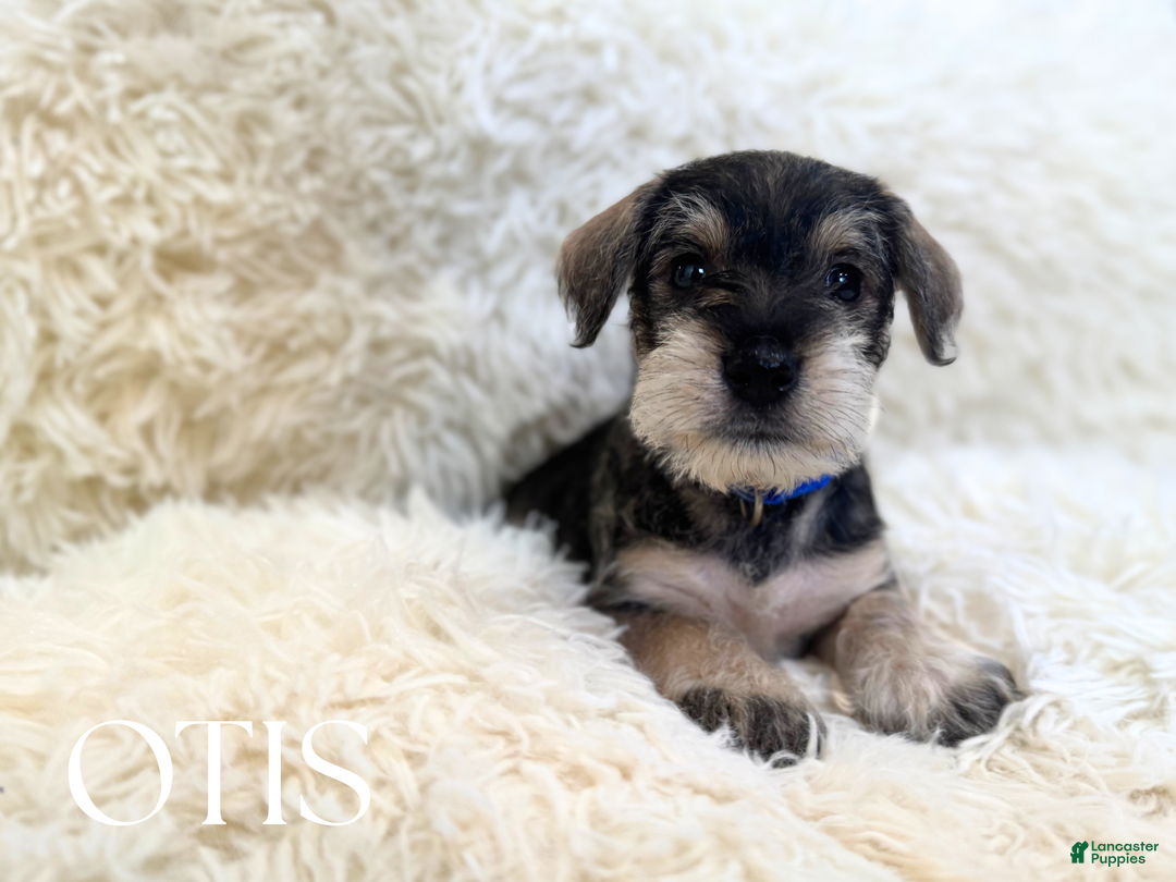 Miniature Schnauzer dogs for sale: OTIS - Ad 2